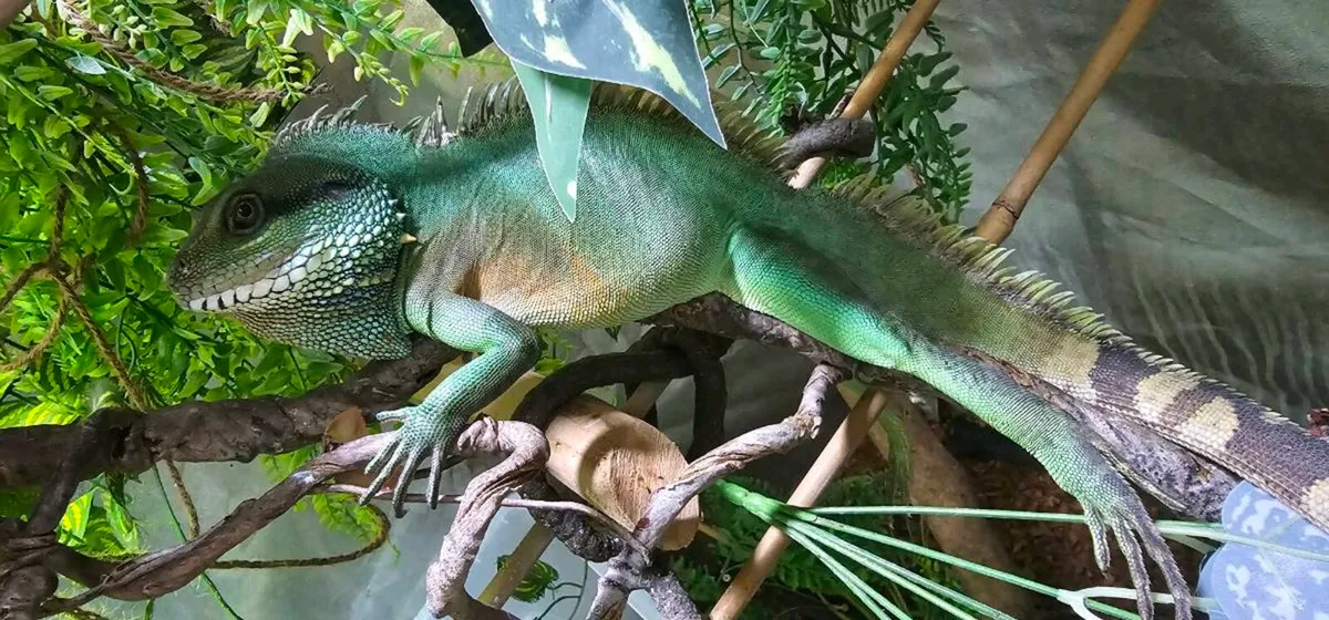 Chinese water dragons - Image 2