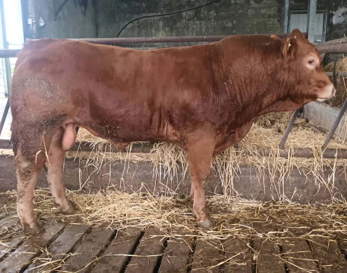 ELPHIN MART  2 Purebred Registered Limousin bulls - Image 4