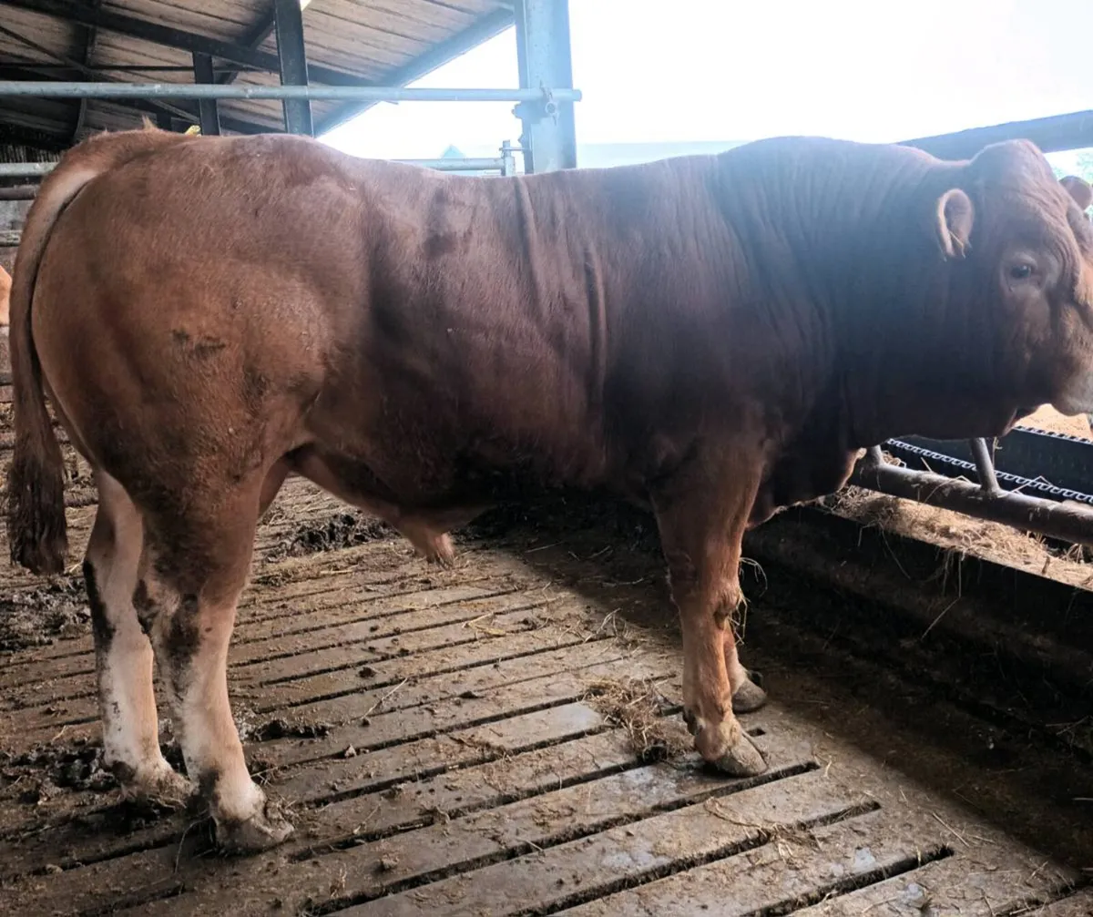 ELPHIN MART  2 Purebred Registered Limousin bulls - Image 1