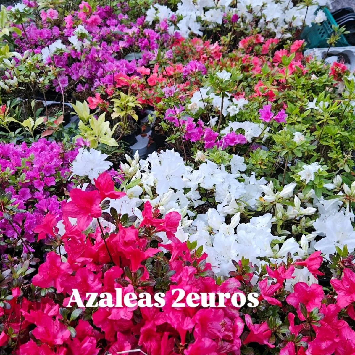 SHRUBS, GARDEN PLANTS - Image 1