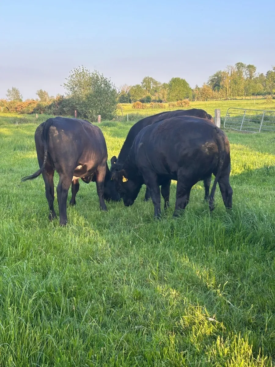 Livestock - Image 1