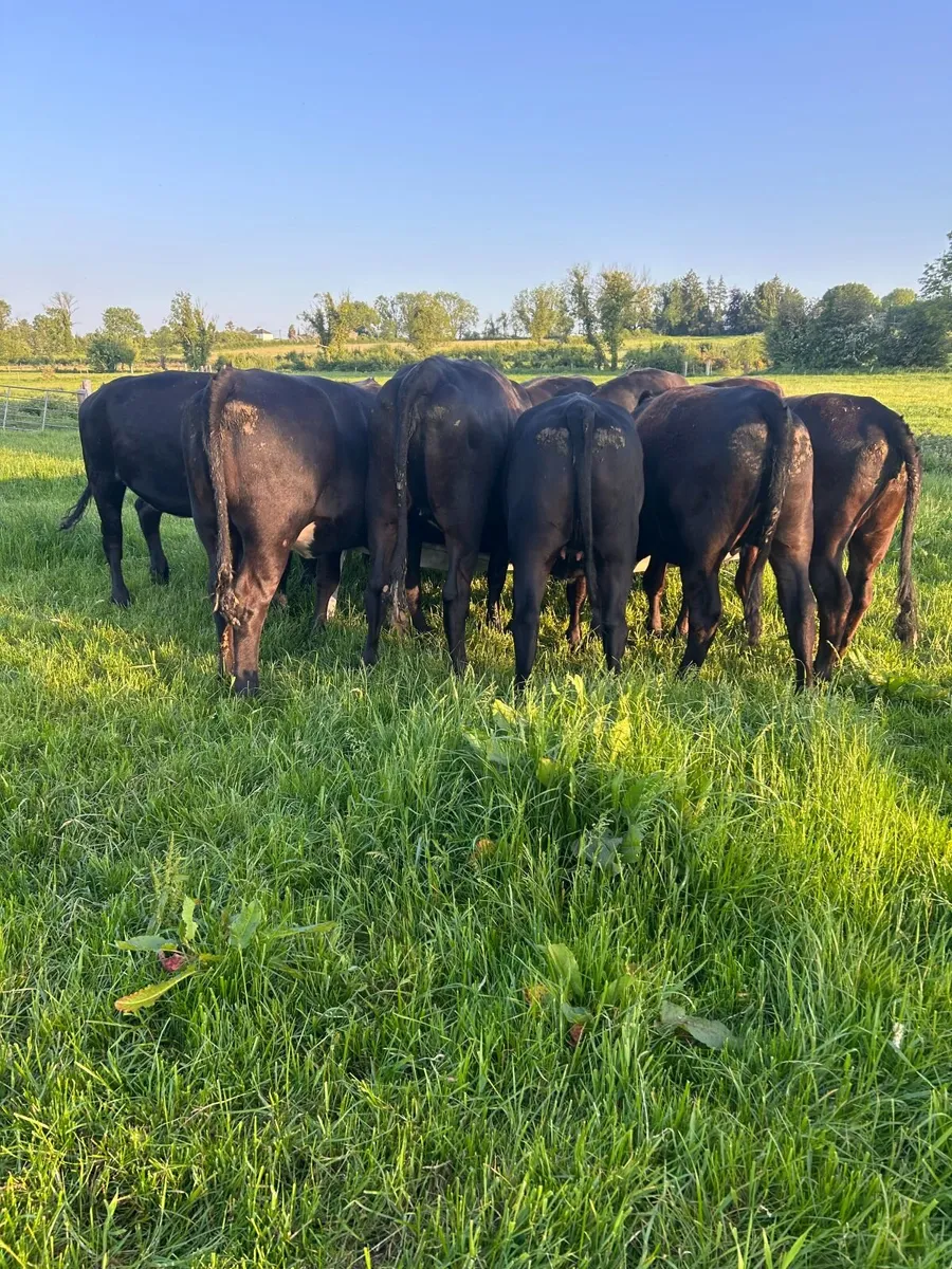 Livestock - Image 2