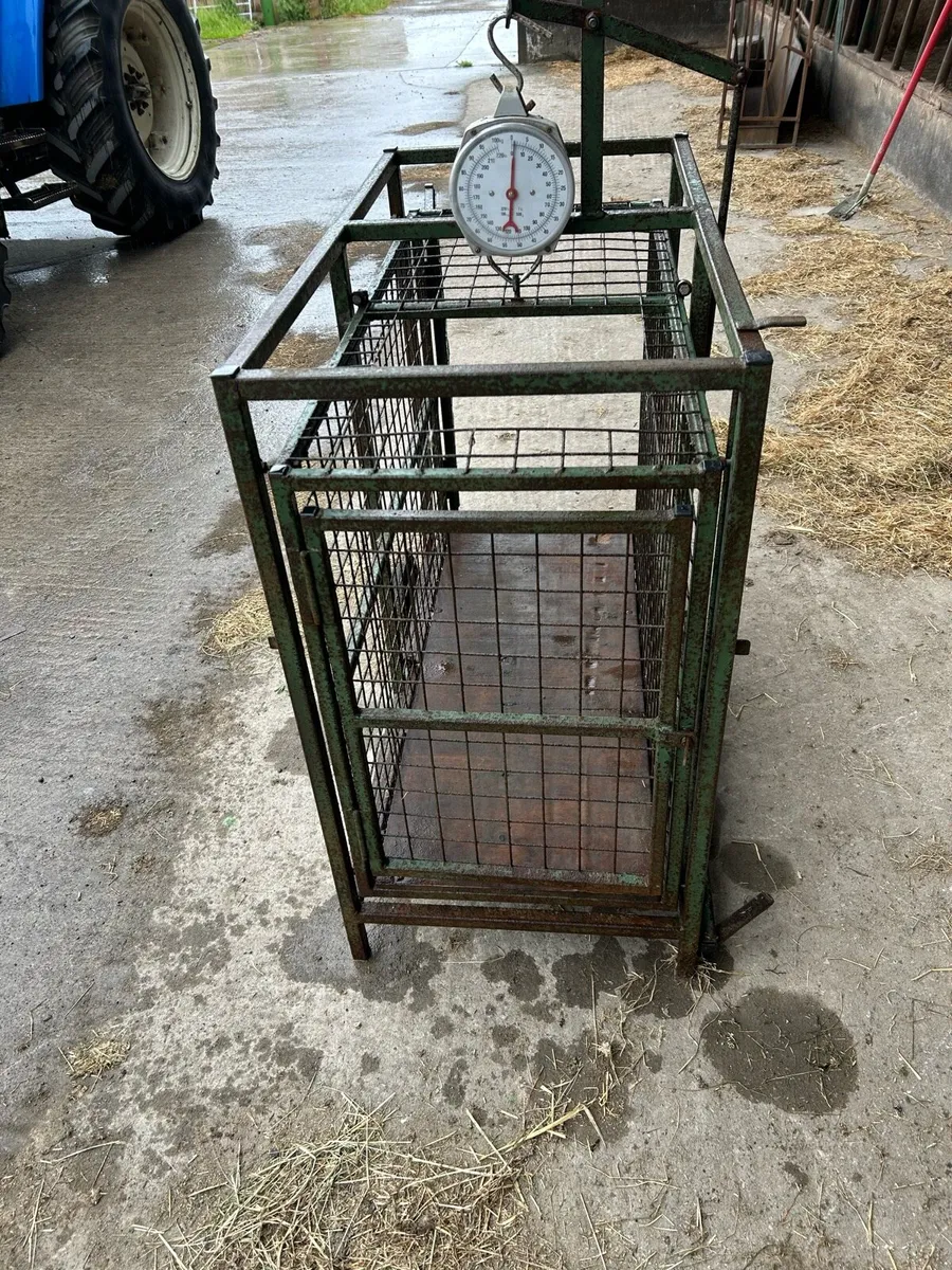 Lamb scales & footbath - Image 1