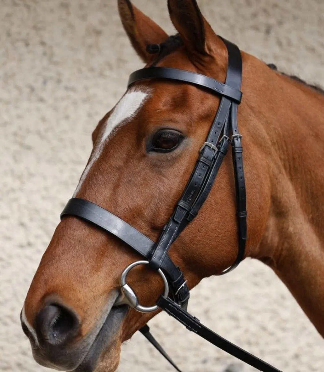 Berney’s full standard bridle and martingale - Image 1