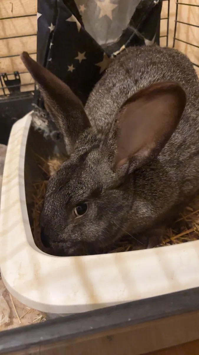 Rabbits For Sale - Image 1