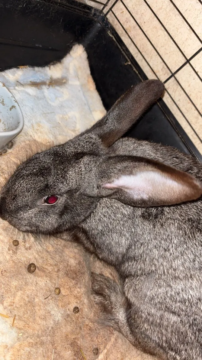 Rabbits For Sale - Image 2