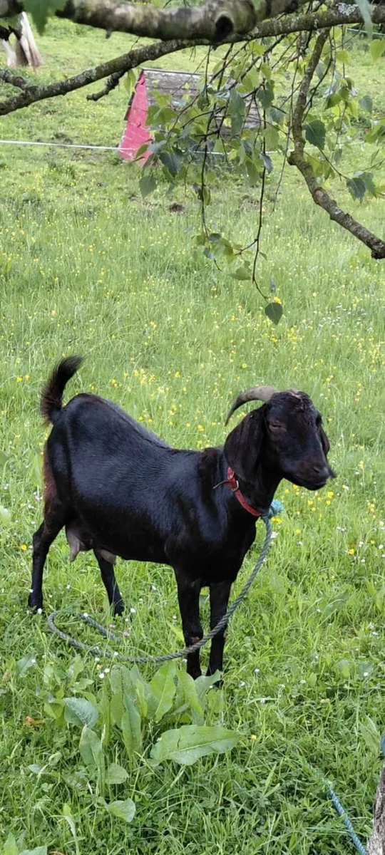 Milking goat - Image 1