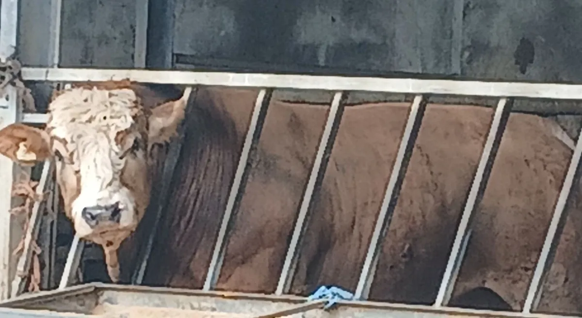 Bull - Image 2