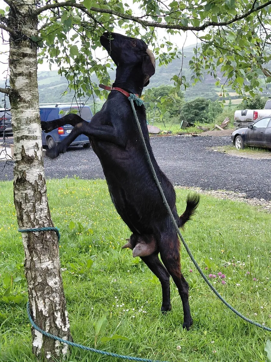 Milking goat - Image 3