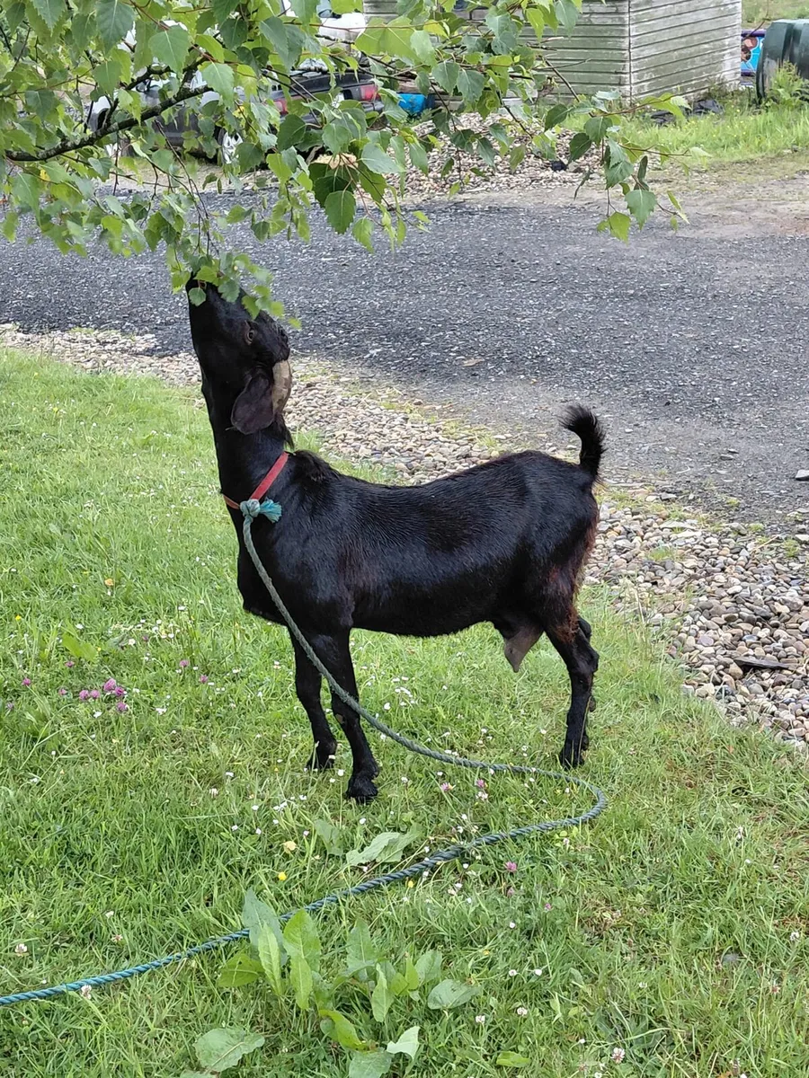 Milking goat - Image 2