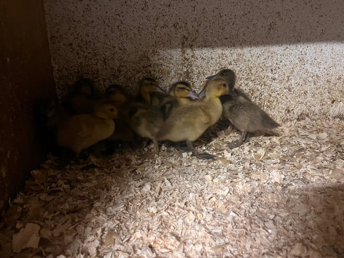 2 week old DUCKLINGS AVAILABLE - Image 2