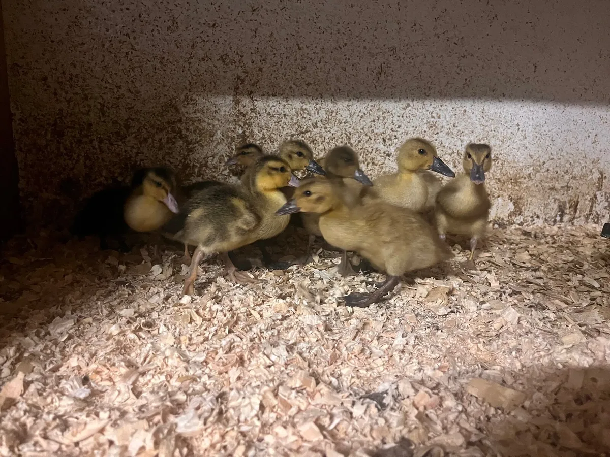 2 week old DUCKLINGS AVAILABLE - Image 3