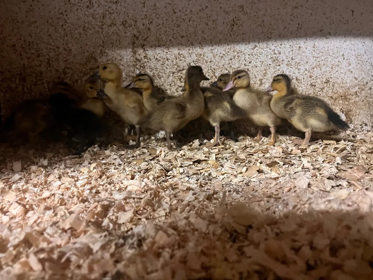 2 week old DUCKLINGS AVAILABLE - Image 4