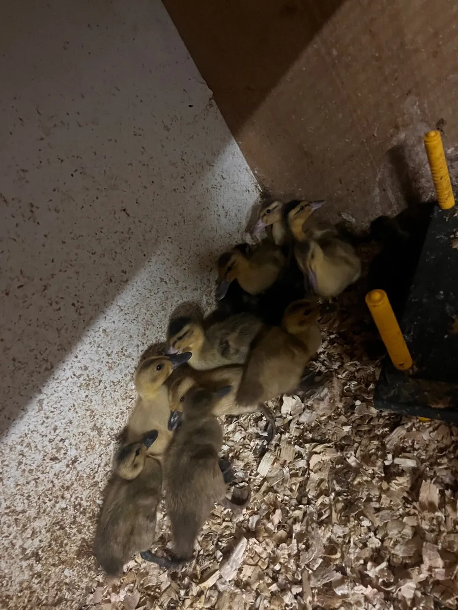2 week old DUCKLINGS AVAILABLE - Image 1