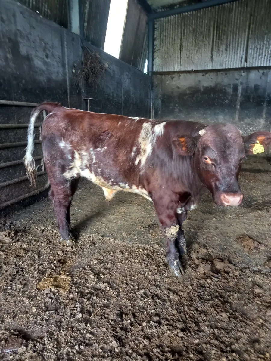 Shorthorn bulls - Image 1