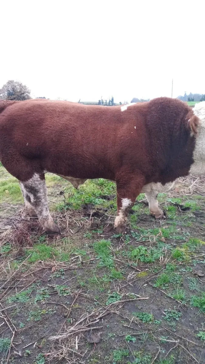 Bull - Image 3