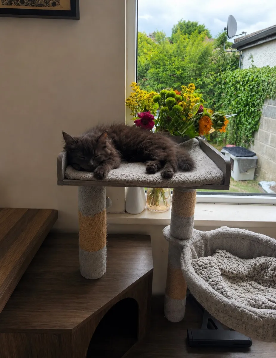 Kitten - Image 1