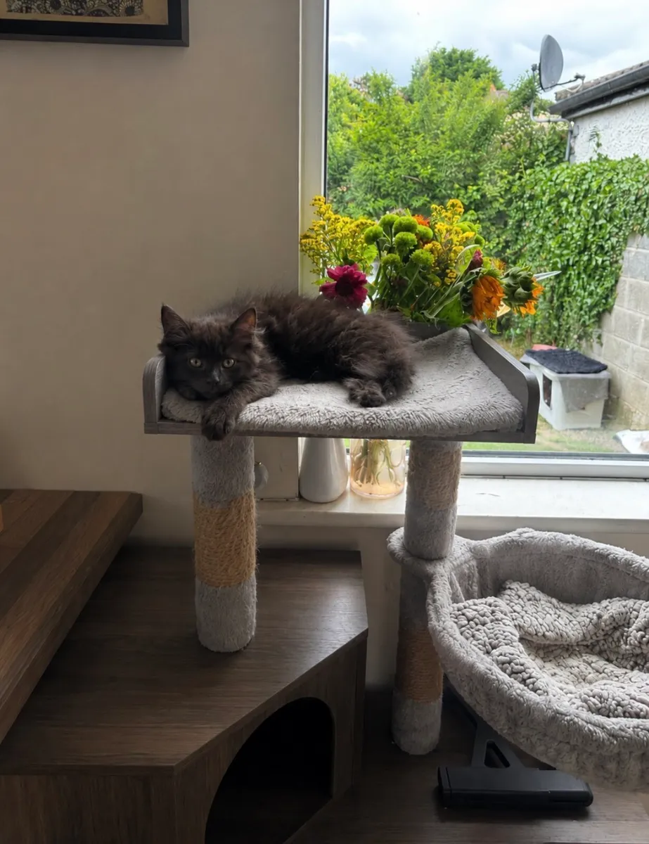 Kitten - Image 2