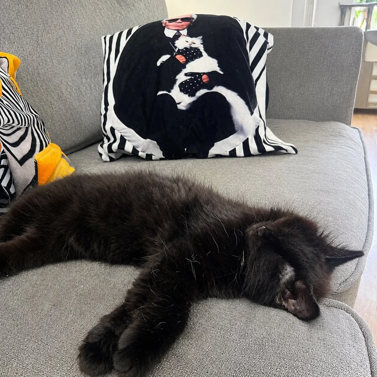 Kitten - Image 3