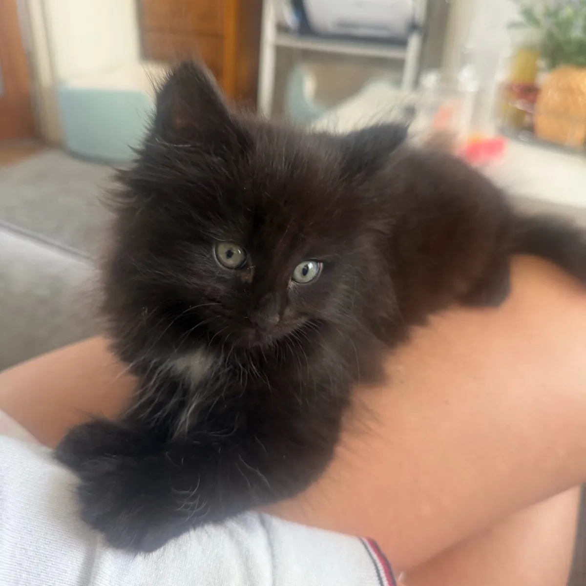 Kitten - Image 4