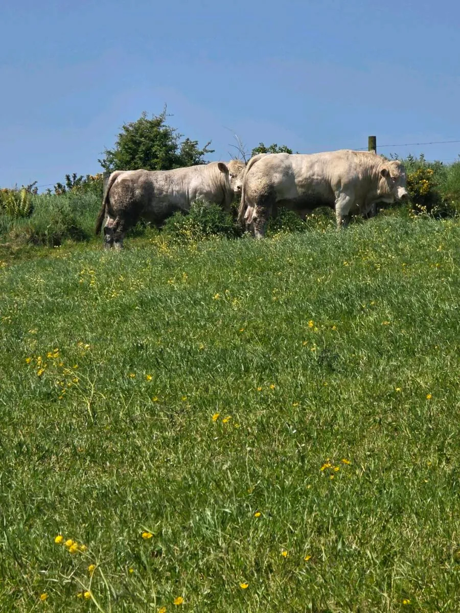 Pedigree Charolais Bulls - Image 2