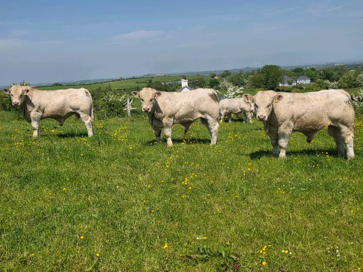Pedigree Charolais Bulls - Image 3
