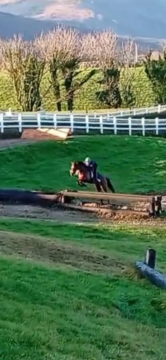 5 year old Mare - Image 3