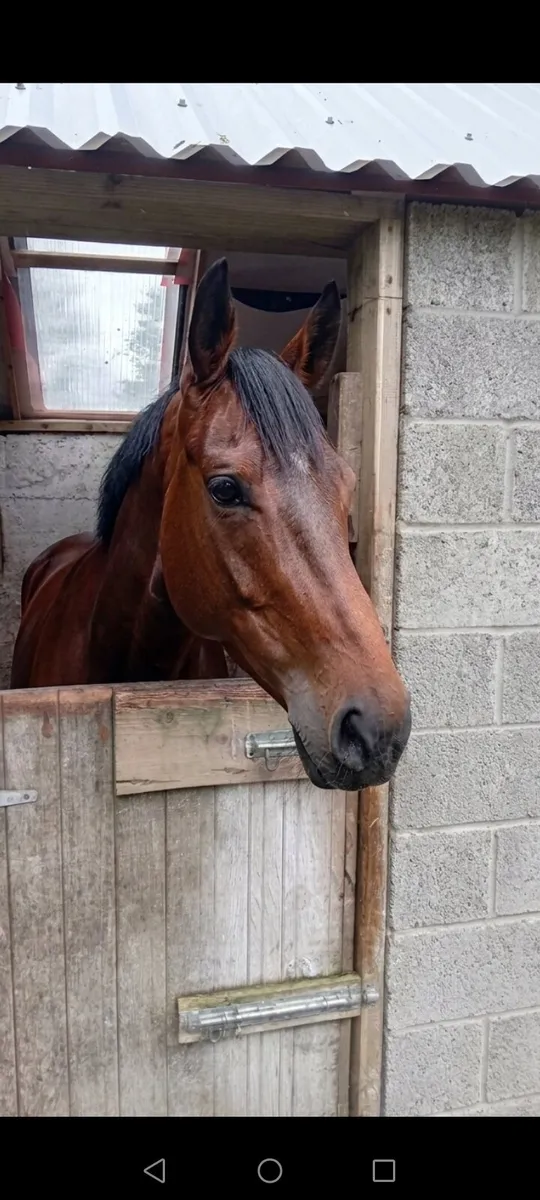 5 year old Mare - Image 1