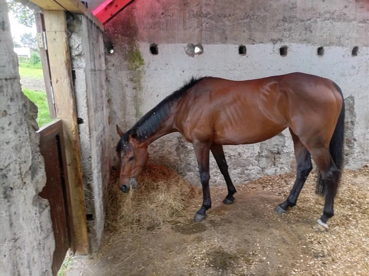 5 year old Mare - Image 2