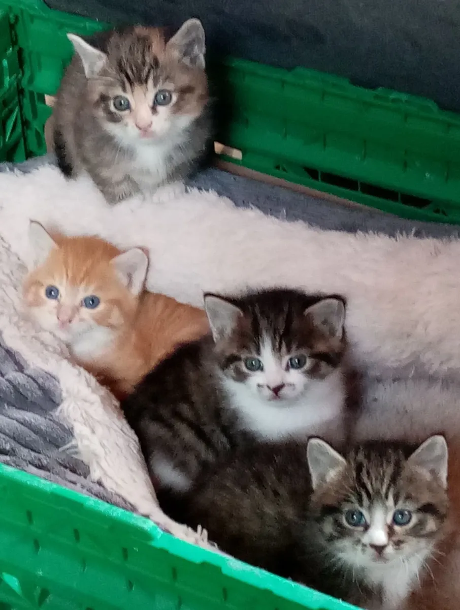 Kittens - Image 1