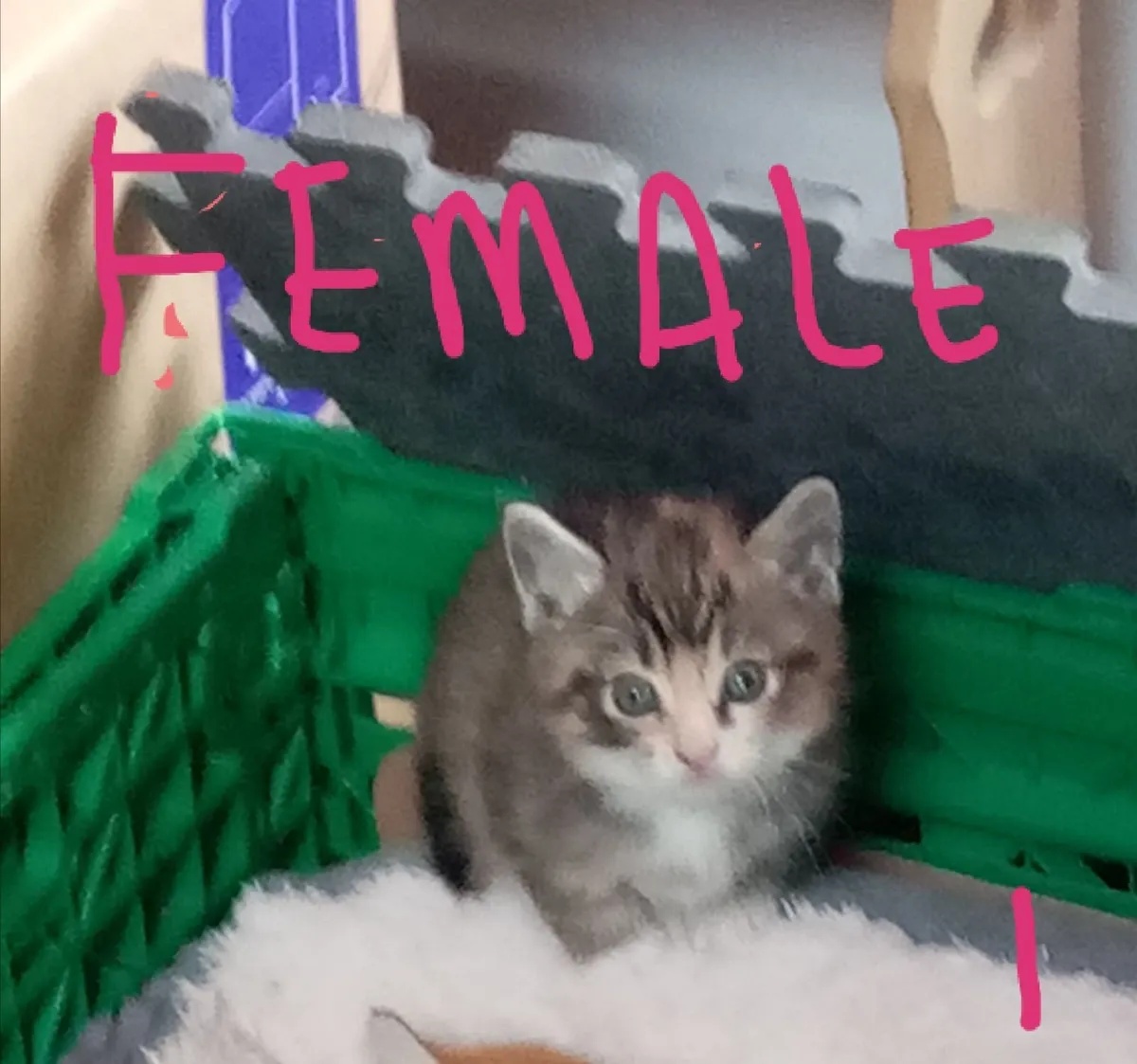 Kittens - Image 2