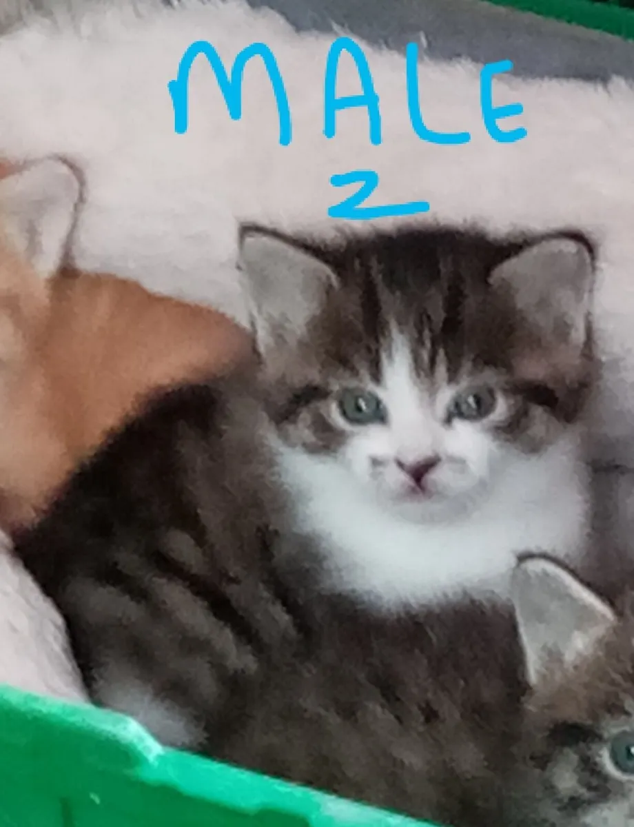 Kittens - Image 3