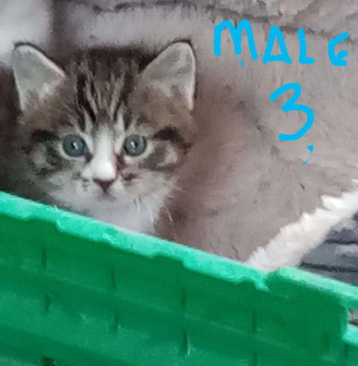 Kittens - Image 4