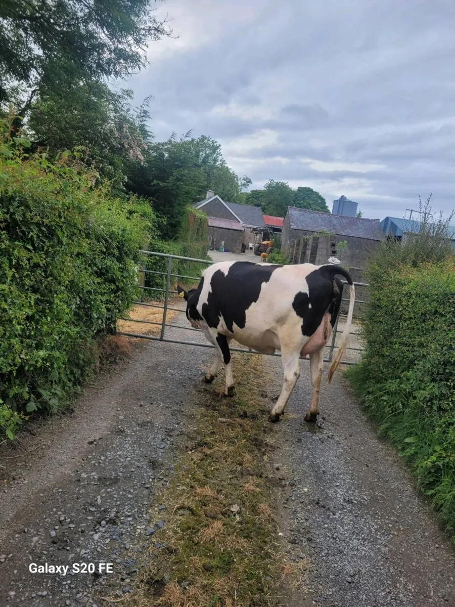 Calved heifer