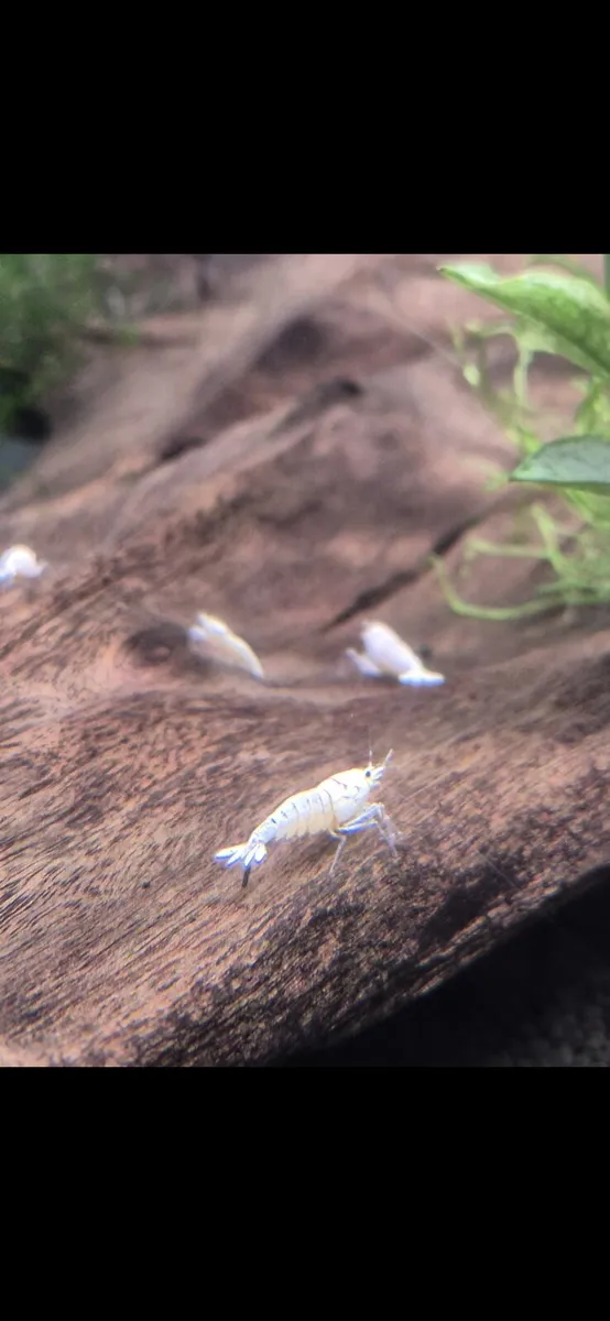 Tropical Fish and Shrimp - Image 1