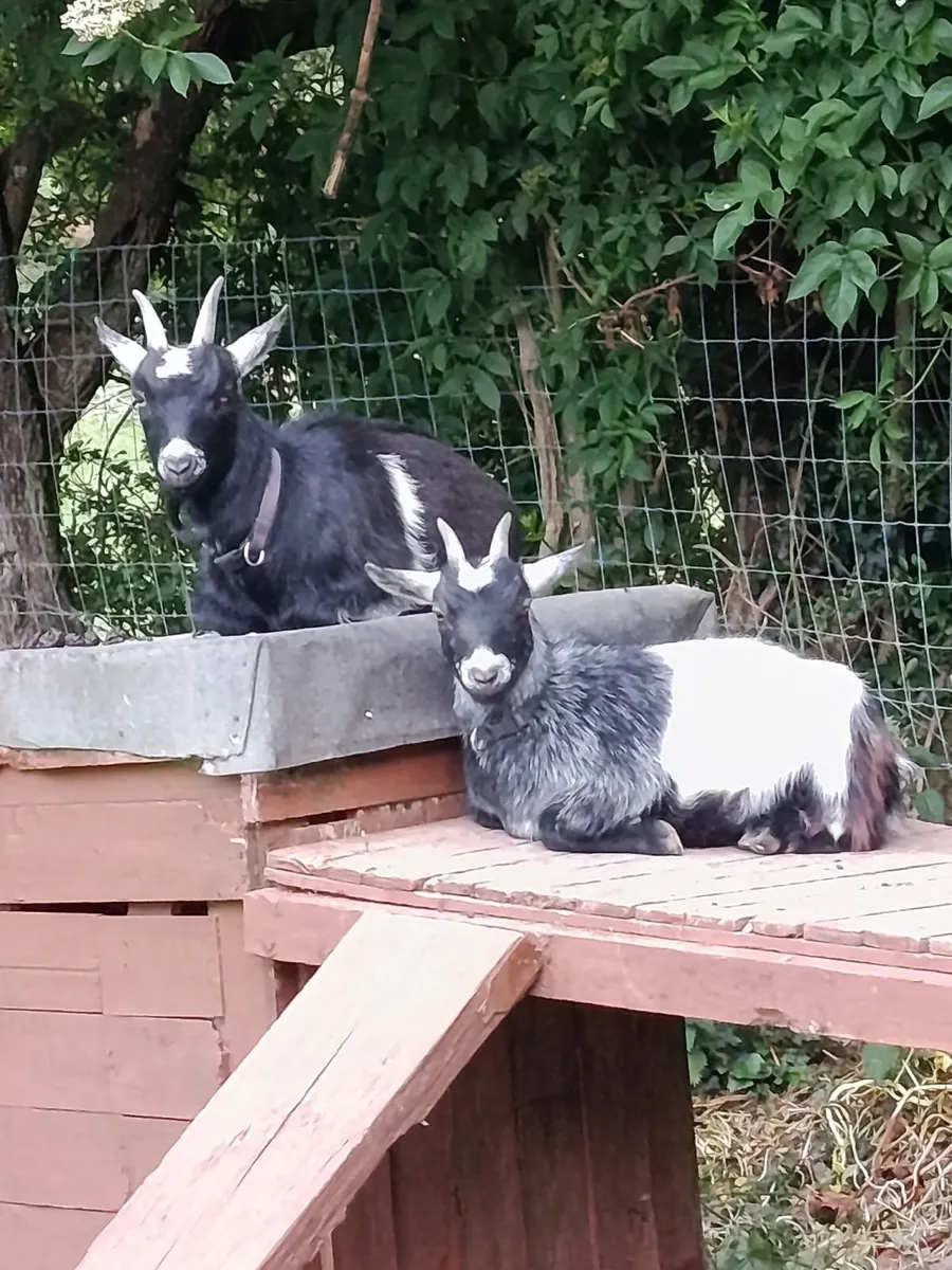 400€ For Pair female Pigmy Goats - Image 3