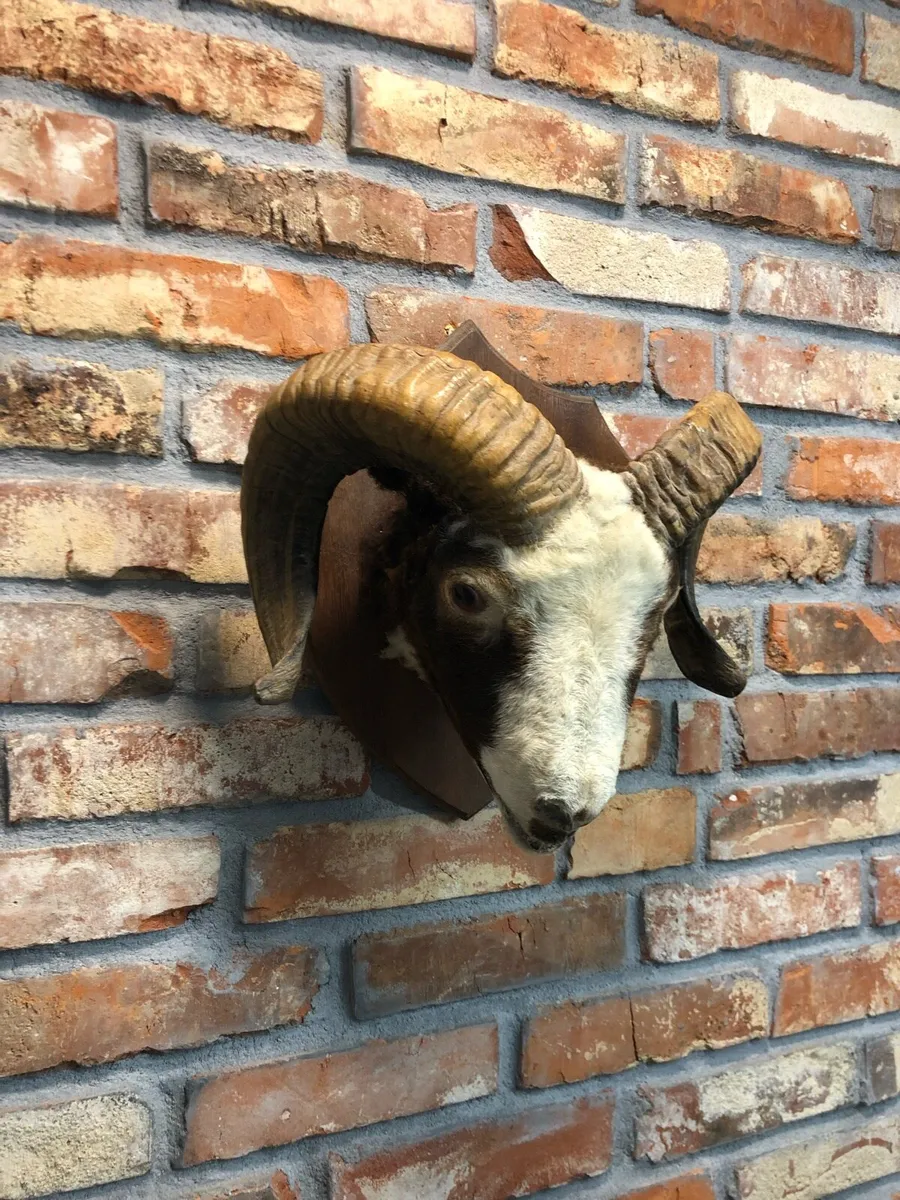 Vintage taxidermy - Image 3