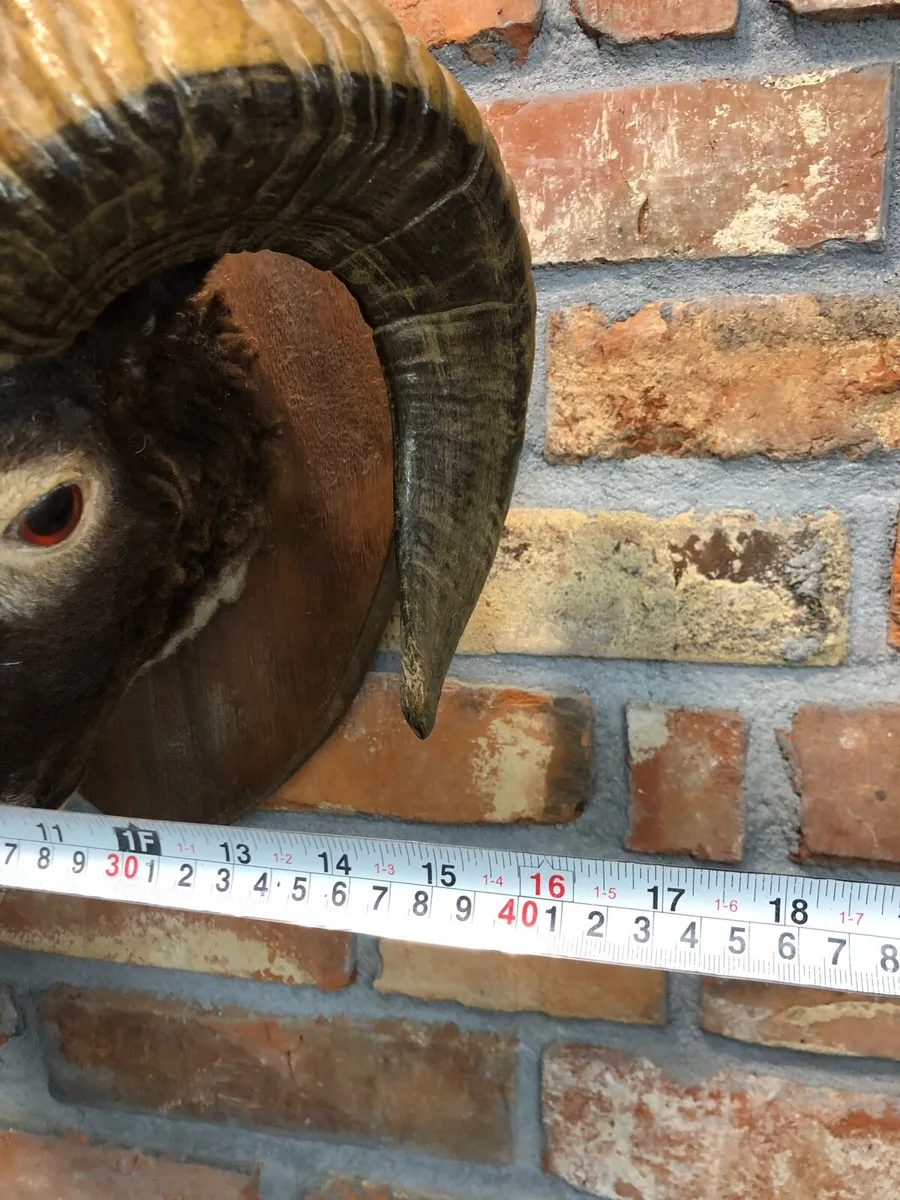Vintage taxidermy - Image 4