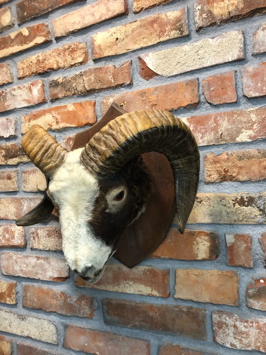Vintage taxidermy - Image 1