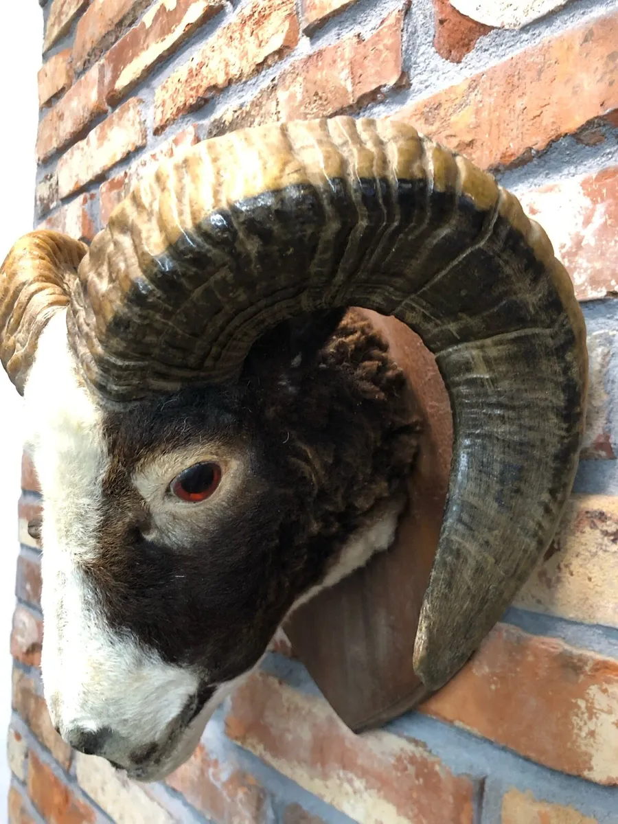 Vintage taxidermy - Image 2