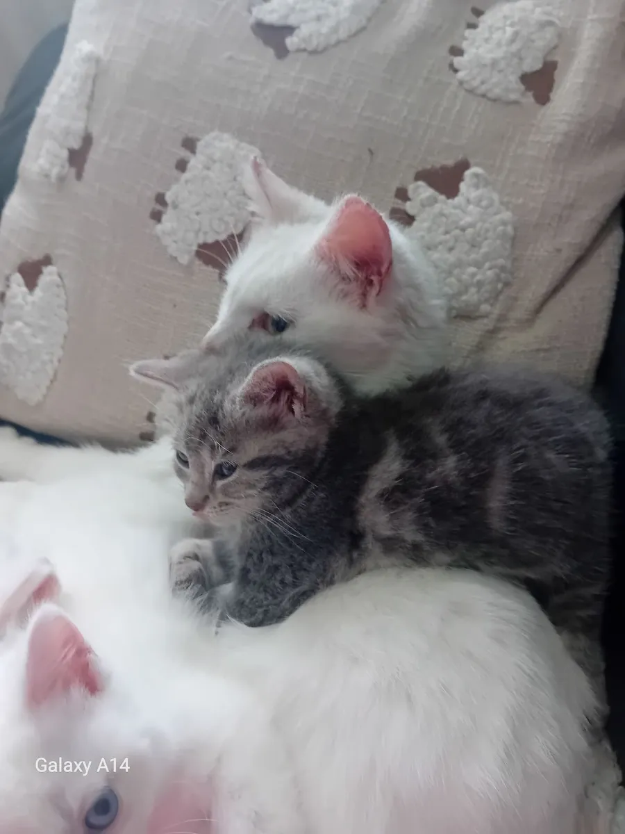 Kittens - Image 1