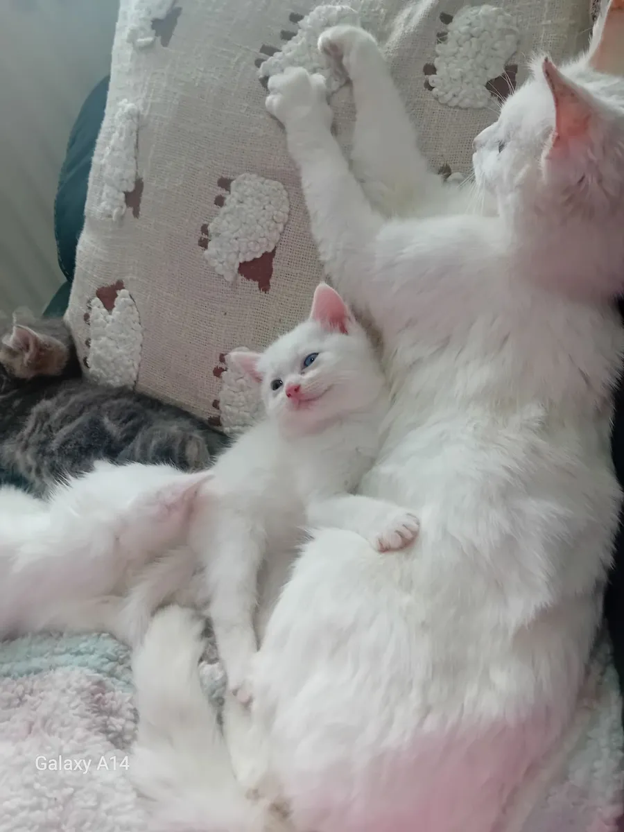 Kittens - Image 2
