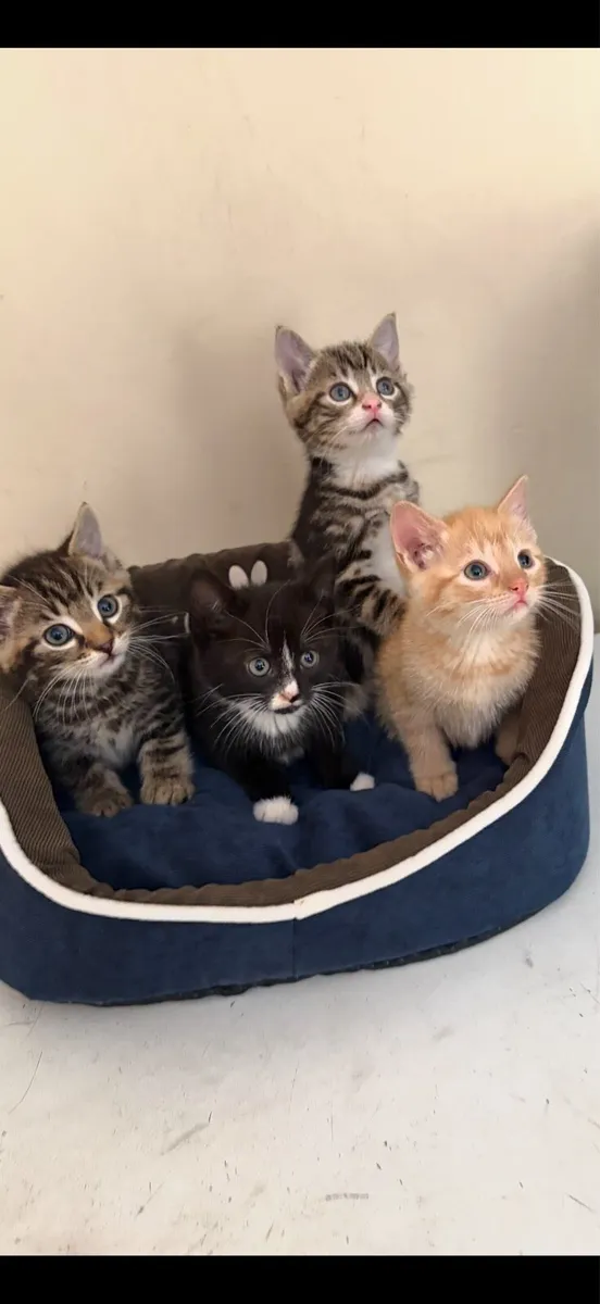 Kittens - Image 2