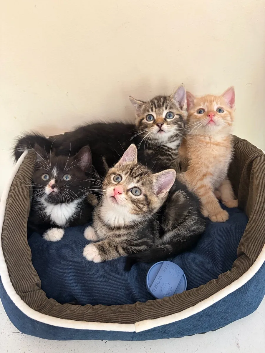 Kittens - Image 1