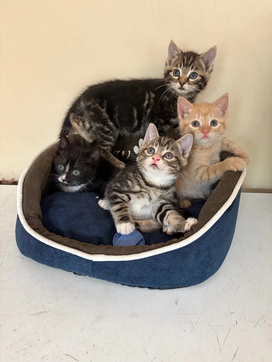 Kittens - Image 3
