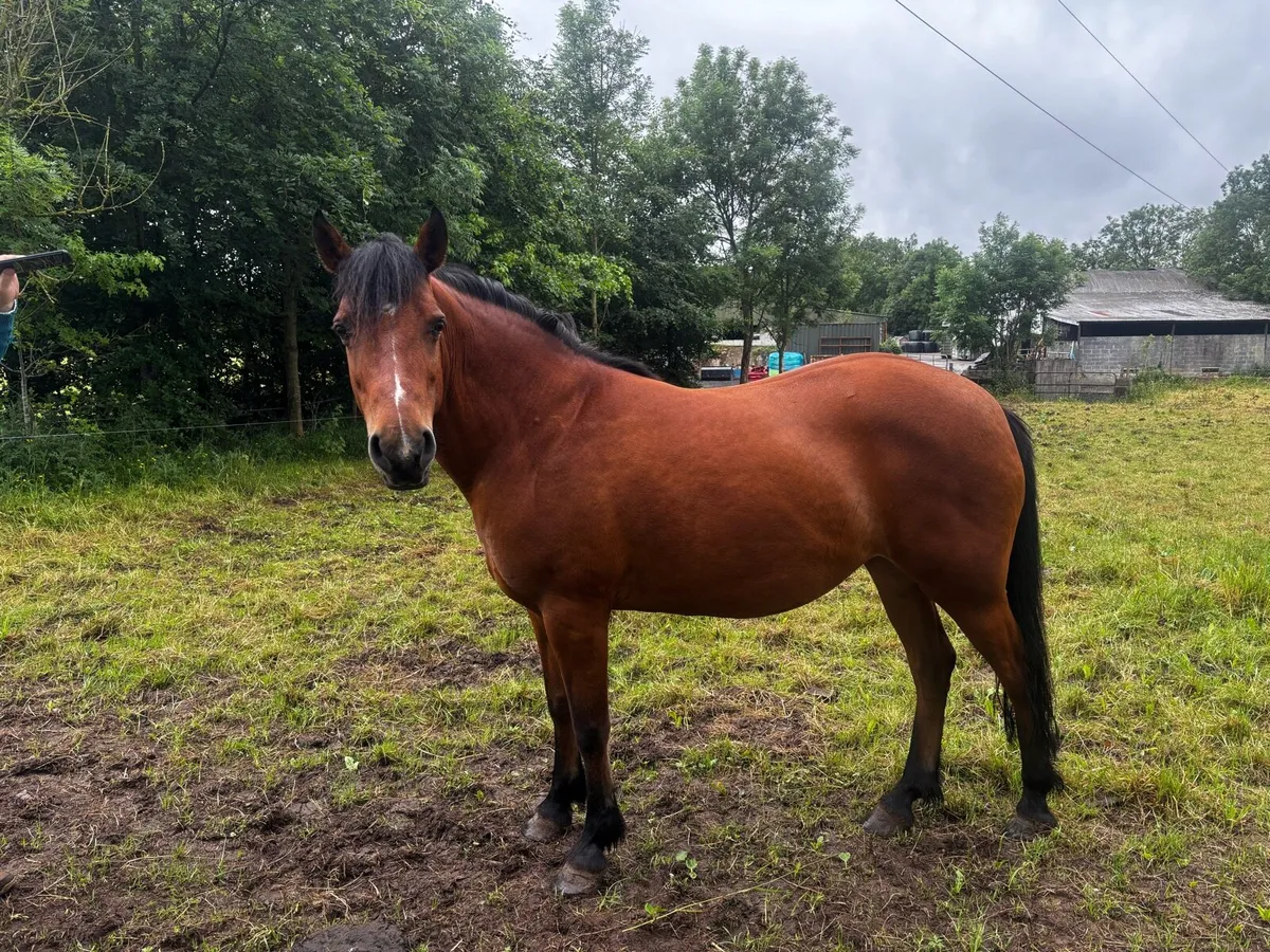 Class 2 Connemara Pony - Image 1