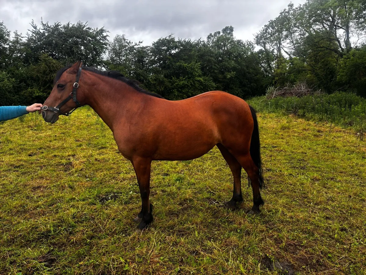 Class 2 Connemara Pony - Image 2