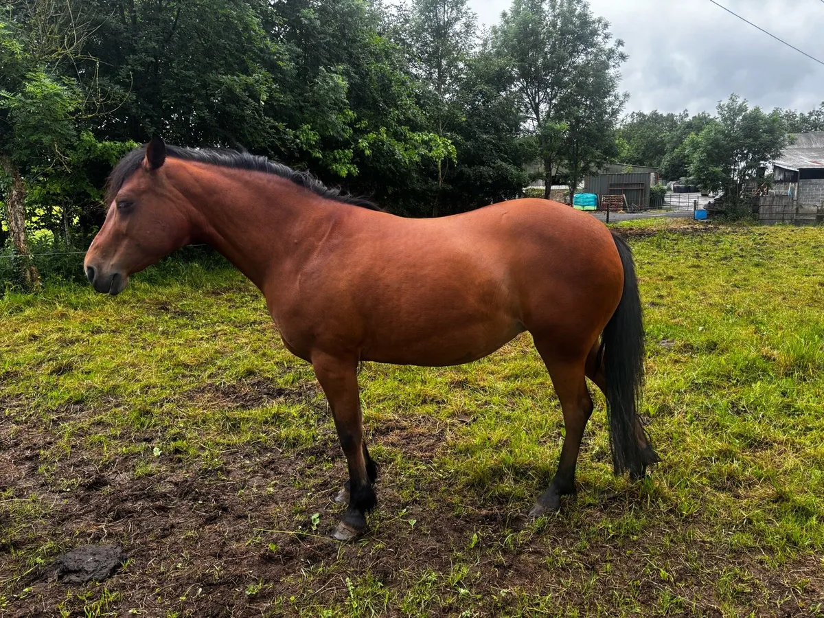Class 2 Connemara Pony - Image 3