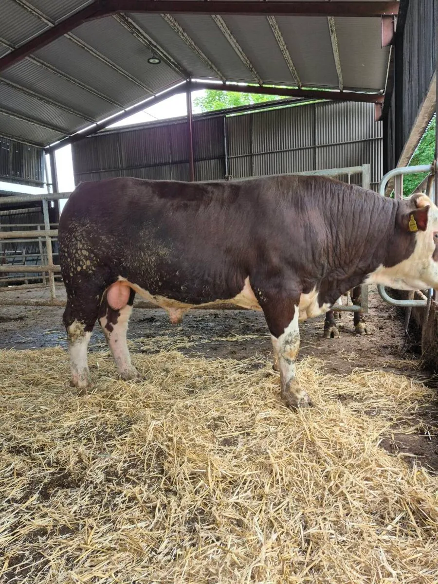 Pedigree Hereford bulls - Image 1