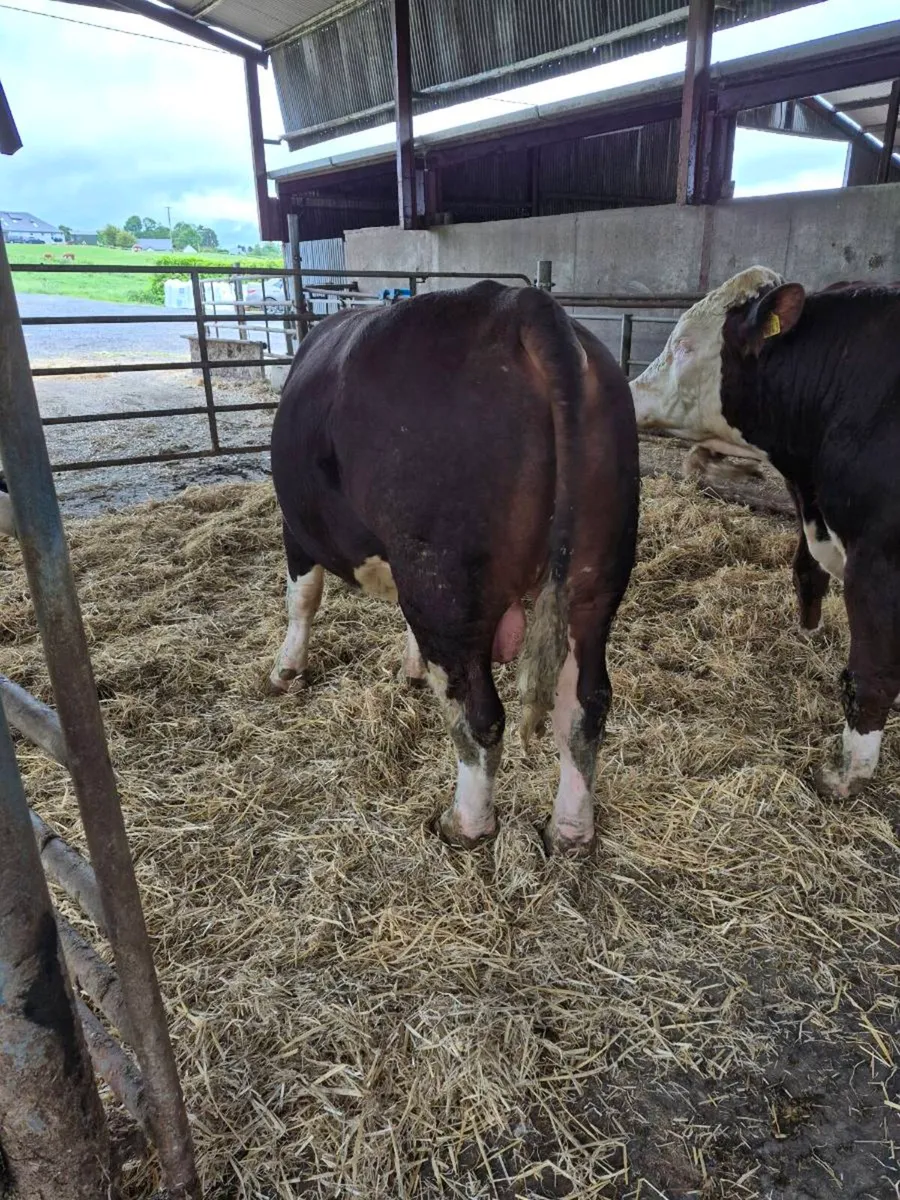Pedigree Hereford bulls - Image 2